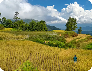 Festival Desa Wisata